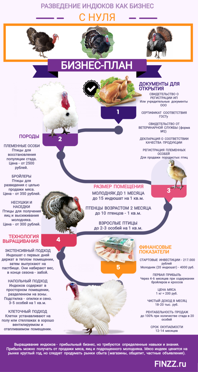 Бизнес план по выращиванию индюков на мясо